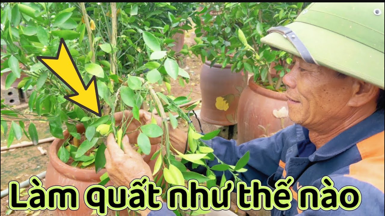NGƯỜI DÂN CHIA SẺ -  CÁCH  LÀM QUẤT CẢNH VÀO VỤ MÙA 