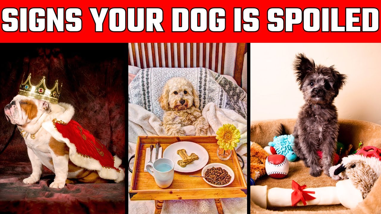 10 Signs Your Dog Is More Spoiled Than You Think!