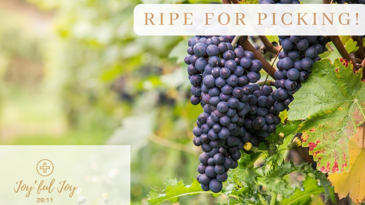 Ripe For Picking!
