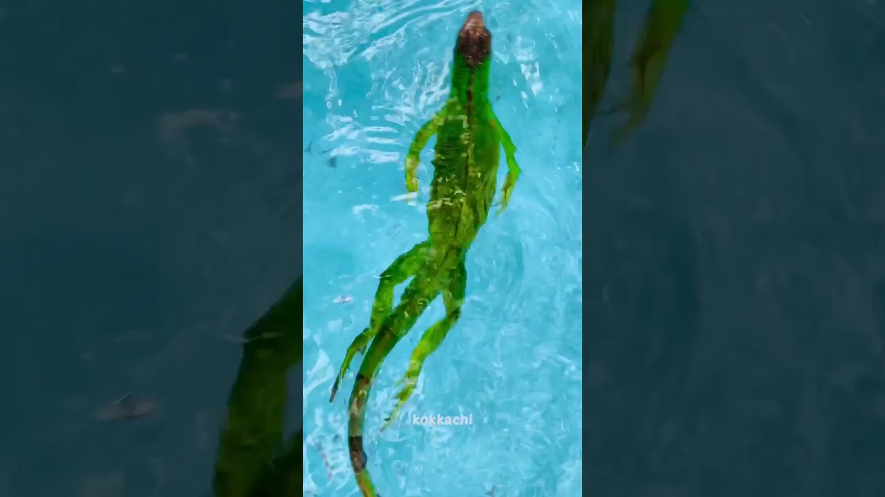 baby iguana swim for The first time
