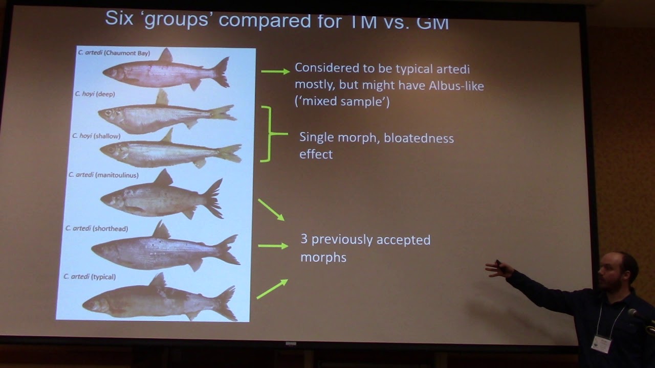 Comparison of size-corrected traditional & geometric morphometrics for separating coregonine forms.