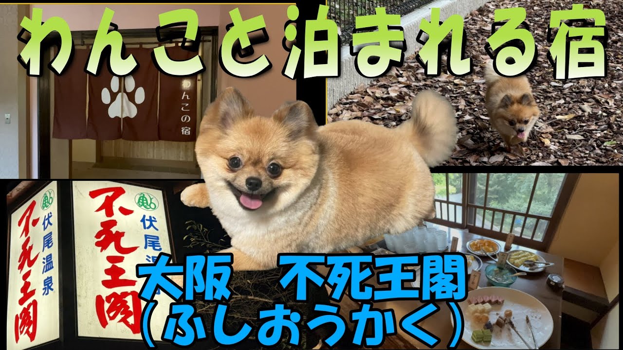 わんこと泊まれる宿【大阪不死王閣】