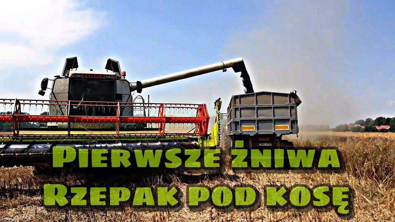 Rzepak Pod Kosę 🔥Rozpoczęcie Żniw🔥