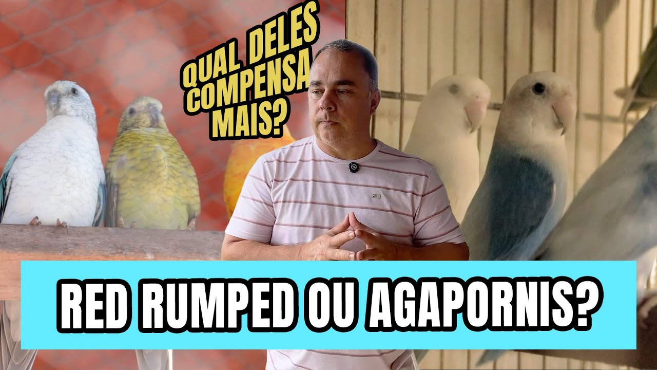 RED RUMPED OU AGAPORNIS: QUAL COMPENSA MAIS??