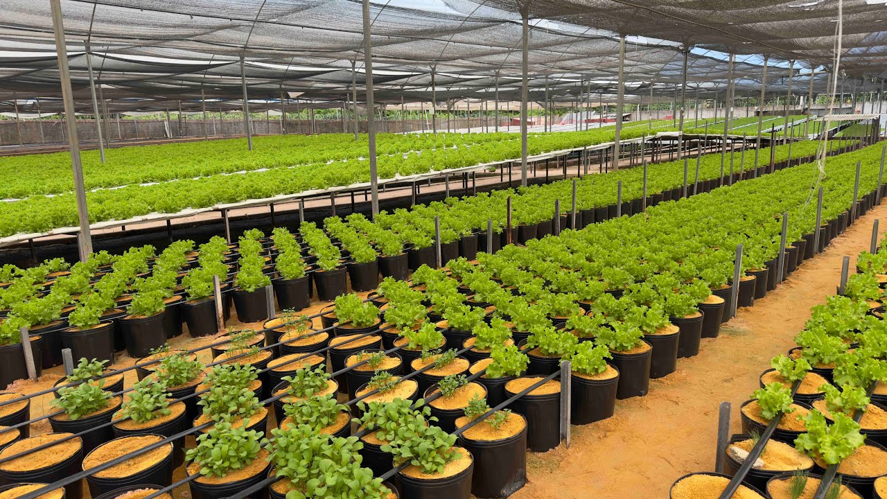 Dominei o clima dentro da minha horta hidropônica