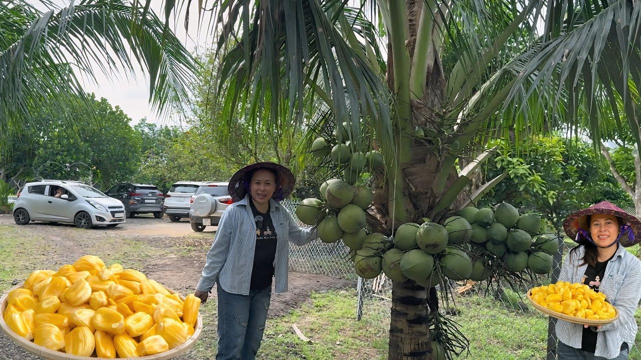 THU HOẠCH TRÁI CÂY TẶNG KHÁCH ĐẾN LONG KHÁNH QUÊ EM 