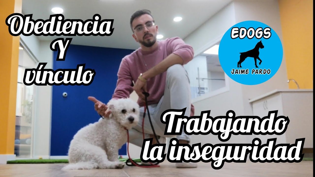 Trabajando CON un PERRO INSEGURO en DogDog