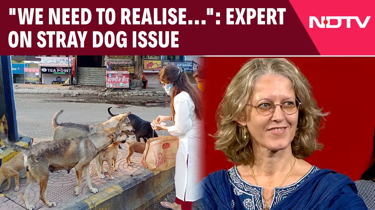 Stray Dog Menace | 