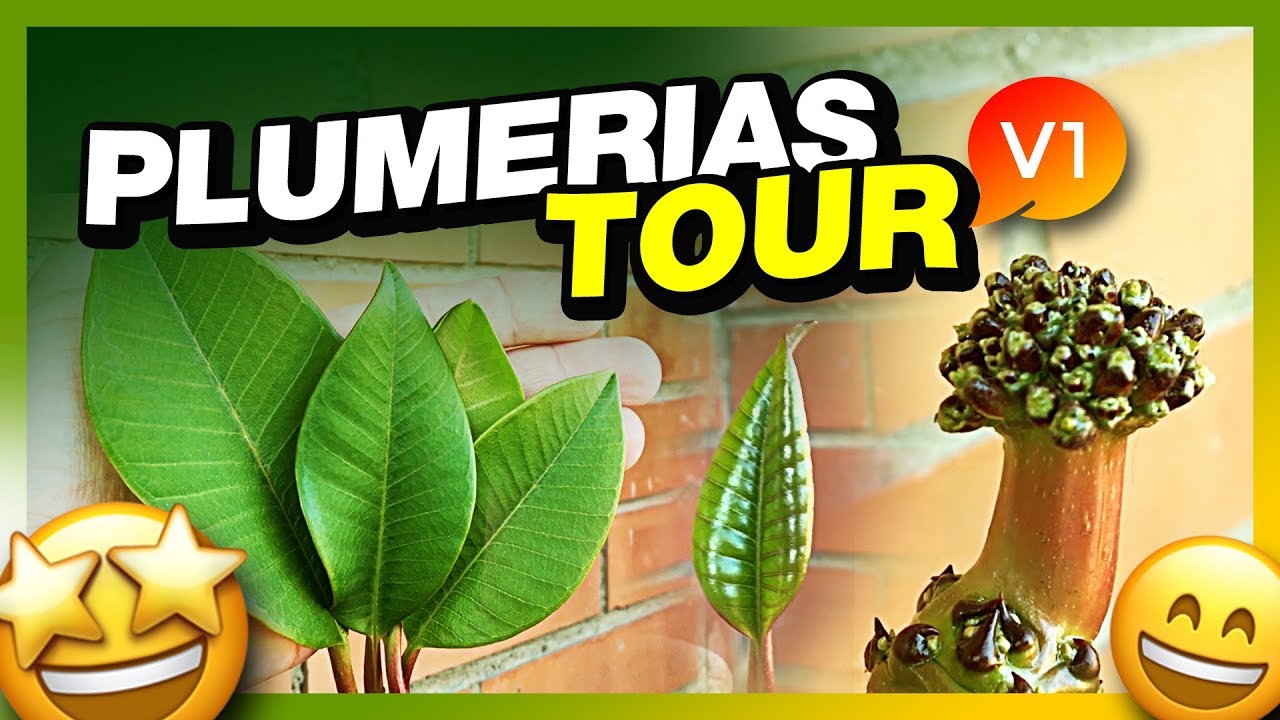 Propagación de mis PLUMERIAS 🤩PLUMERIAS TOUR V1 (Invierno 2019)