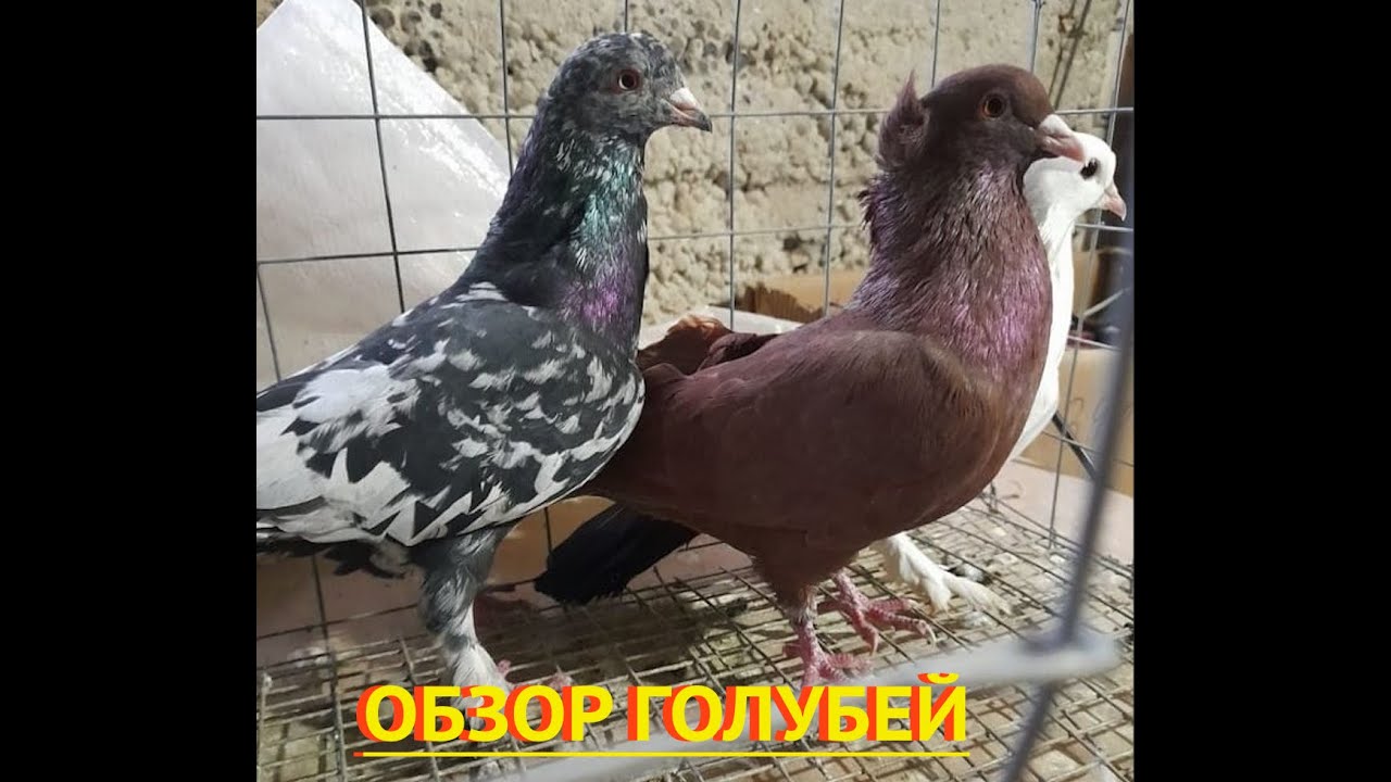 Ленинаканские Бакинские Таджикские голуби Николая в Ставропольском крае!