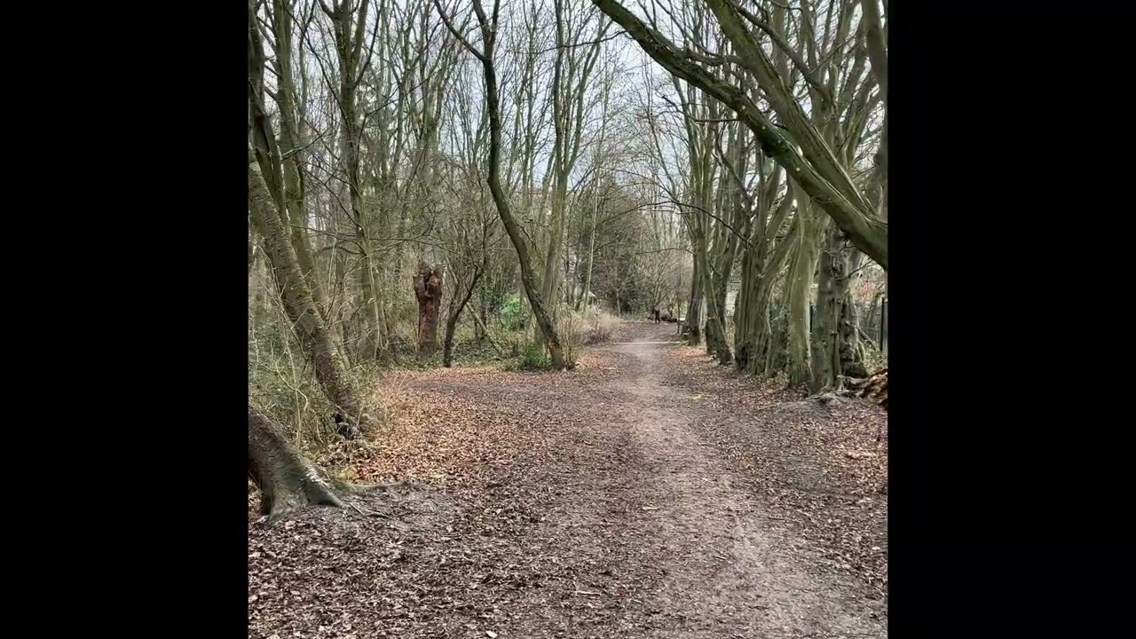 25/01/26 Petit Bois (Anciennement Bois du Hall Polyvalent)