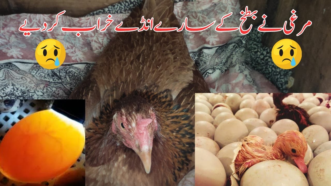What Is Egg Candling & How To Do Egg Candling | Khubaib Pets
