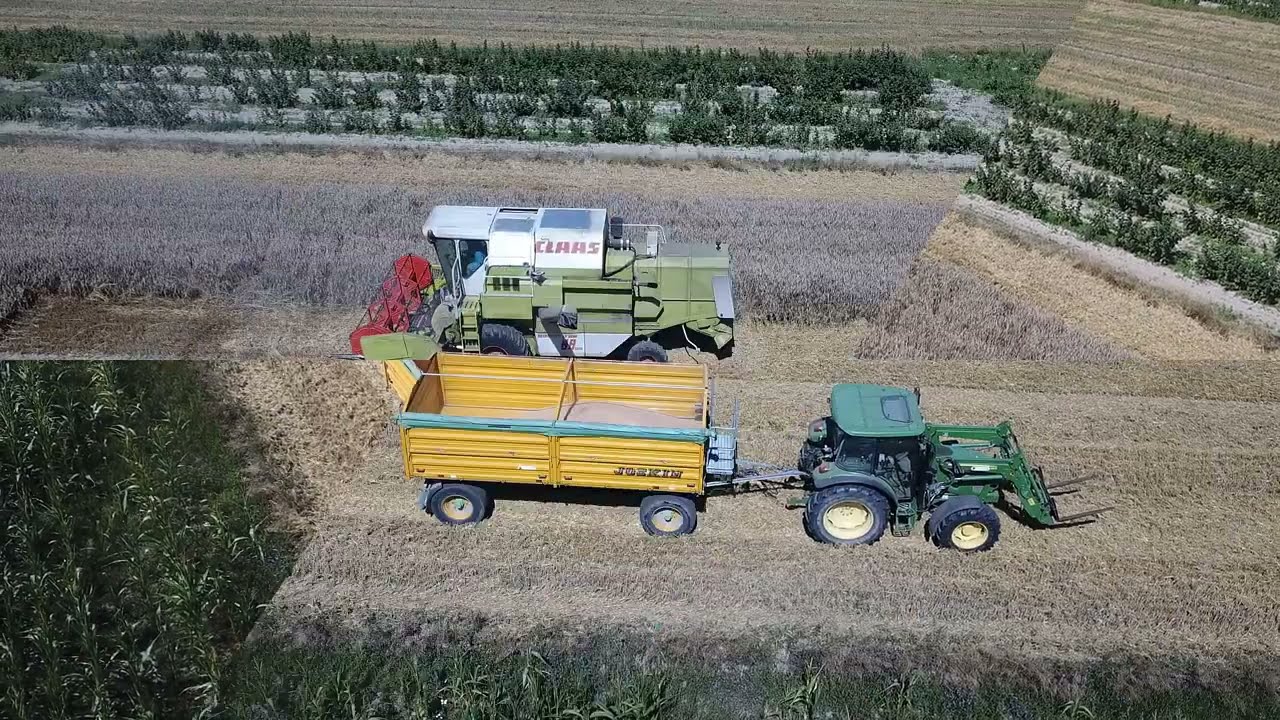 ┇żniwa 2022┇ Claasy i John Deere w akcji!