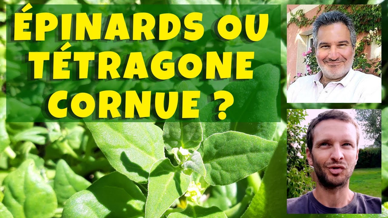 La Tétragone : un épinard d'été au potager !