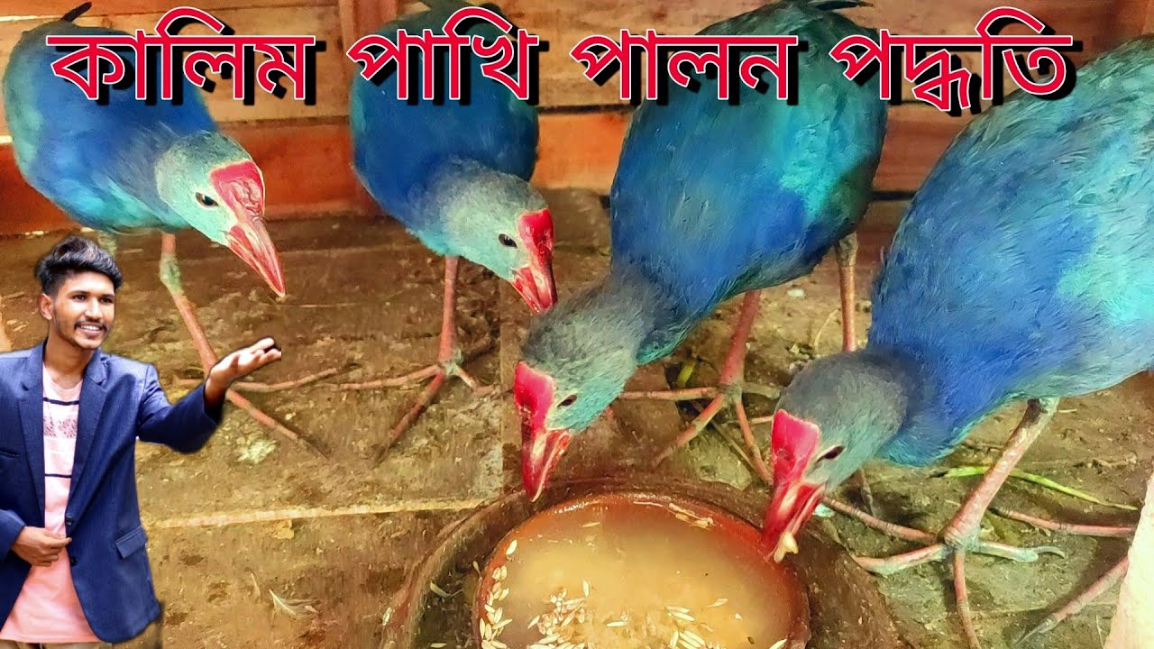 কালিম পাখি পালন পদ্ধতি//যশোর জেলার কালিম পাখির খামার//কালীম পাখির খাদ্য/কালিম পাখির দাম কত