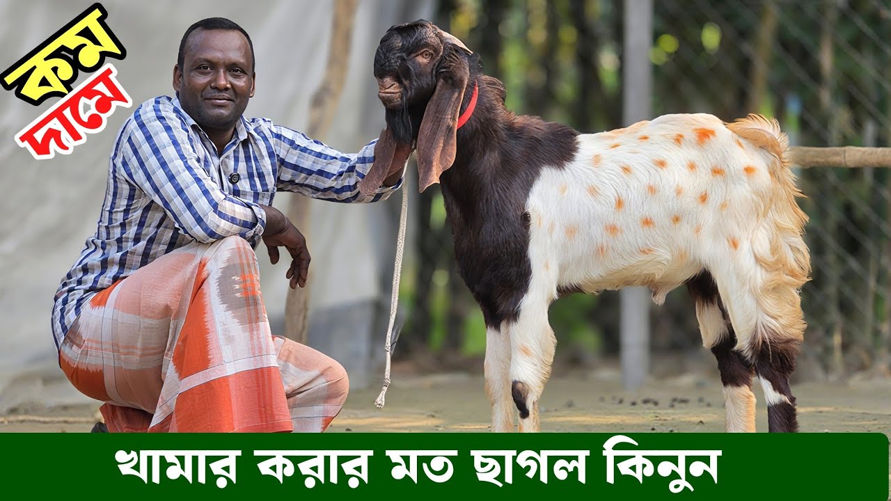 খামার উপযোগী কম দামের মধ্যে ক্রস ছাগল ও তোতাপুরি পাঠা ক্রস পাঠা Goat Farming 