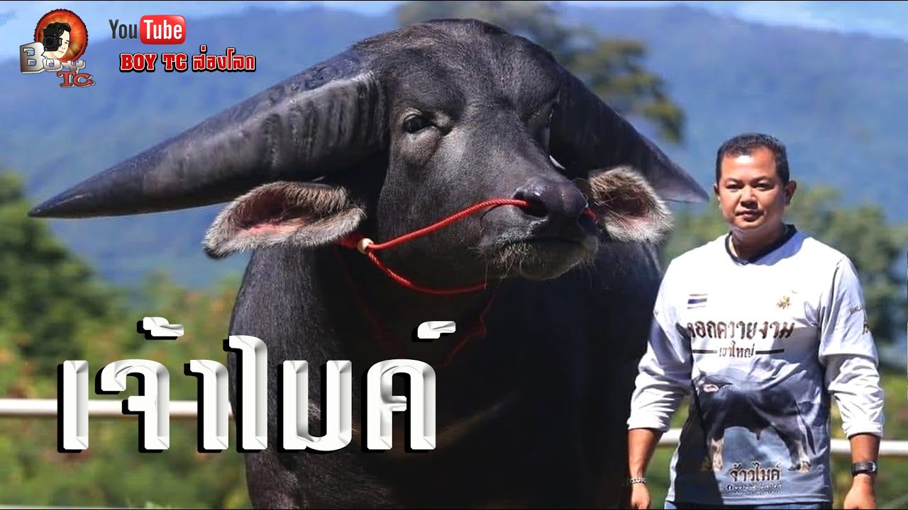 เจ้าไมค์ควายยักษ์แห่งเขาใหญ่ พ่อพันธุ์สุดฮ็อต