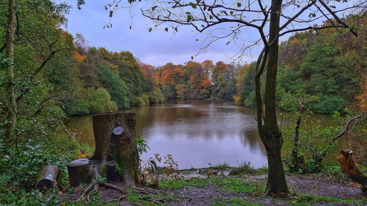 Relaxing Autumn Ambience Walk  |  Birds Singing, Nature Sounds, Leaves Falling, Colourful Trees, 4K