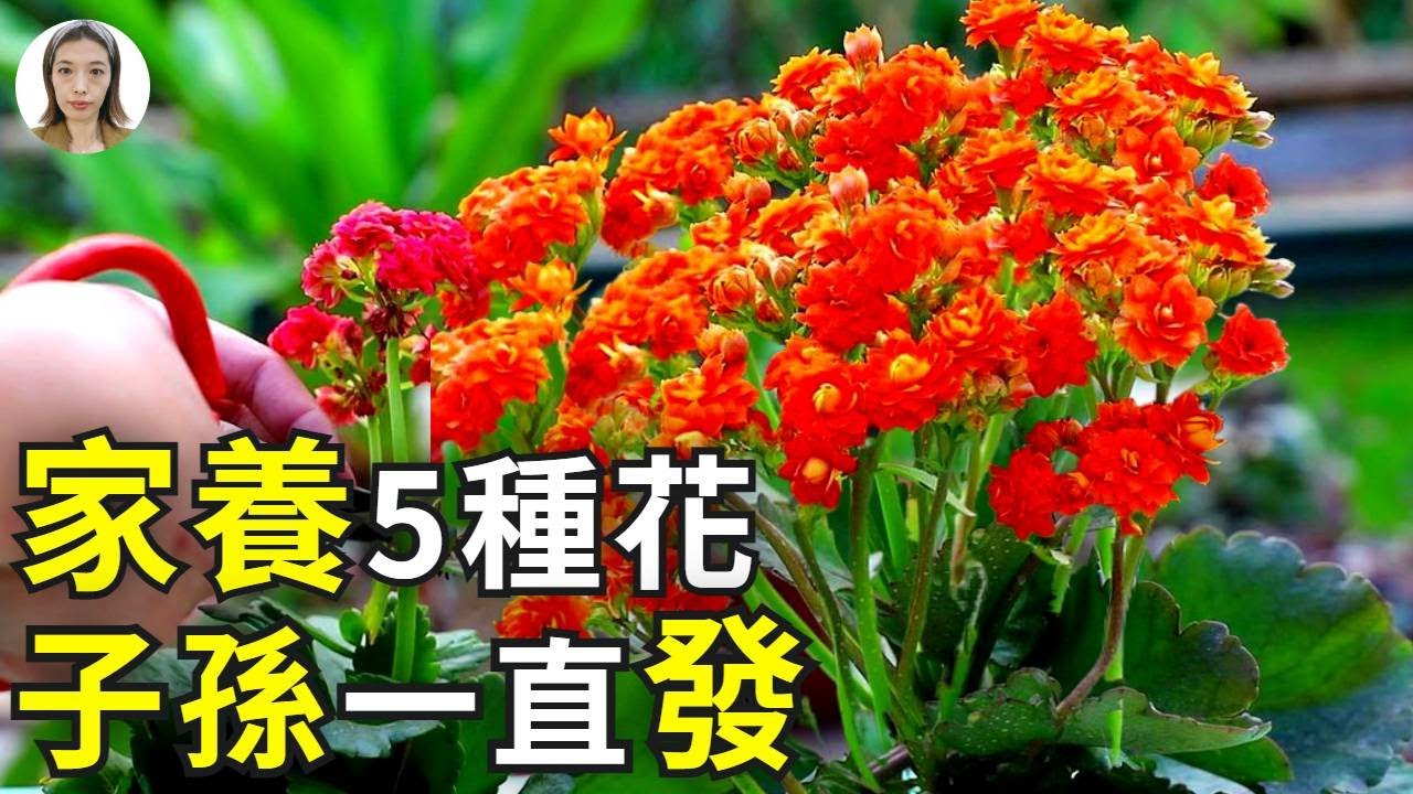 客廳養這5種花，子孫一直發發發，不是迷信非常准！|花花世界