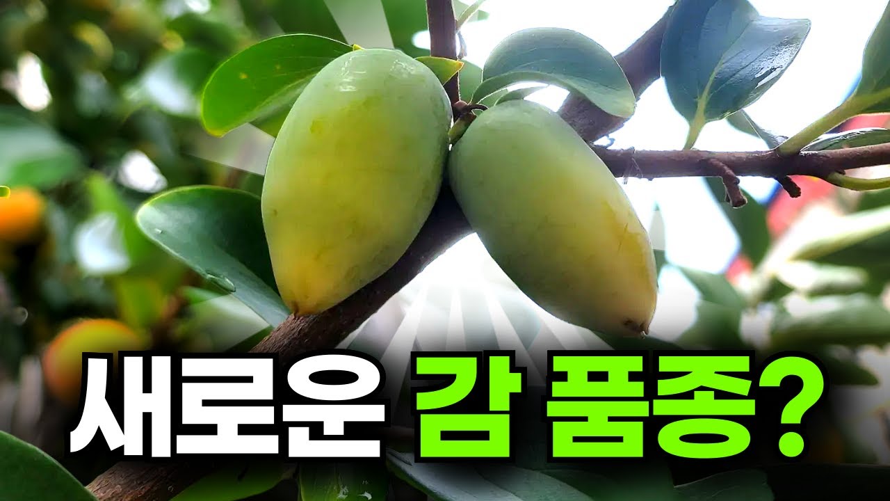 새로운 감 품종 등장?? ㅣ 한나무에 10종류 감 수확 ㅣ 접목 후 관찰