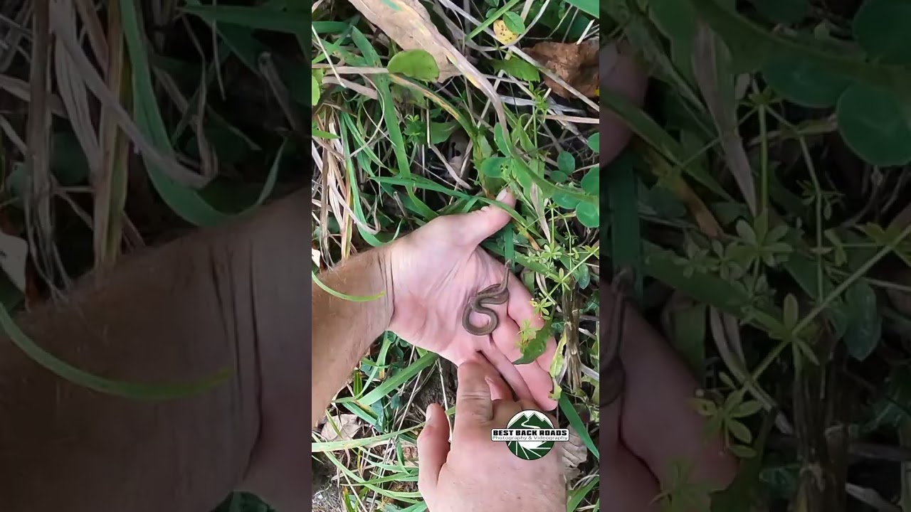 Herps #snake