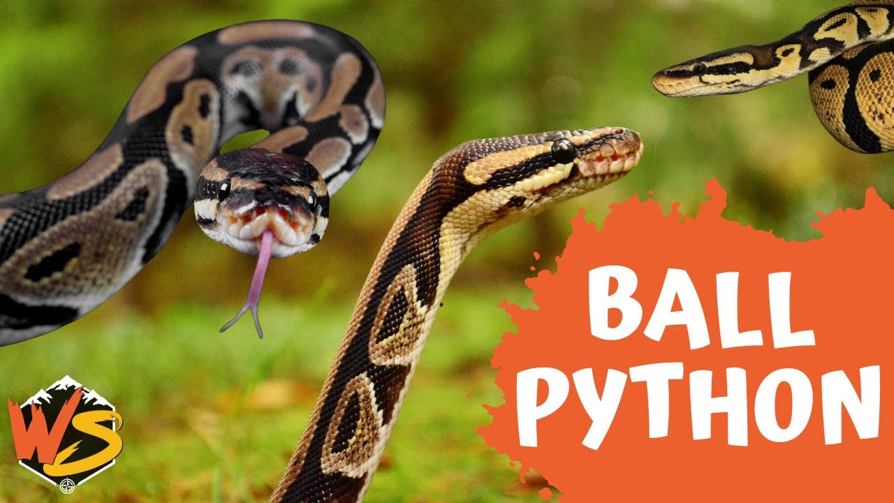 Everything You Need to Know About Ball Pythons | Beginner&rsquo;s Guide