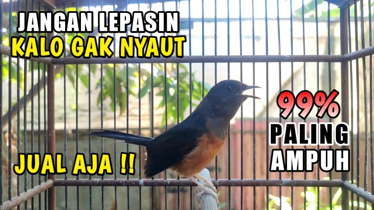 TERAMPUH❗Murai Betina Gacor memanggil Jantan bikin Semua Jantan langsung EMOSI | CUKUP SEBENTAR !