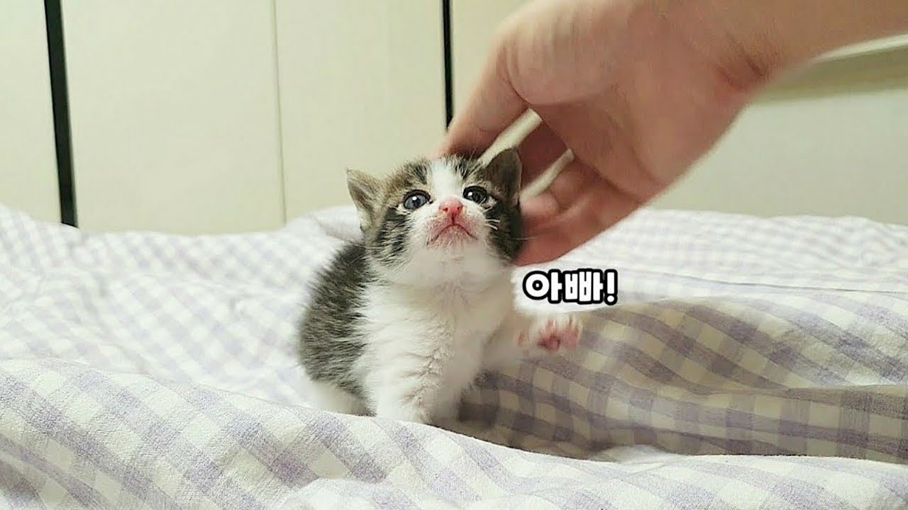 유기묘 보호소에서 고작 14일 아기고양이 입양 후 300일간의 놀라운 변화