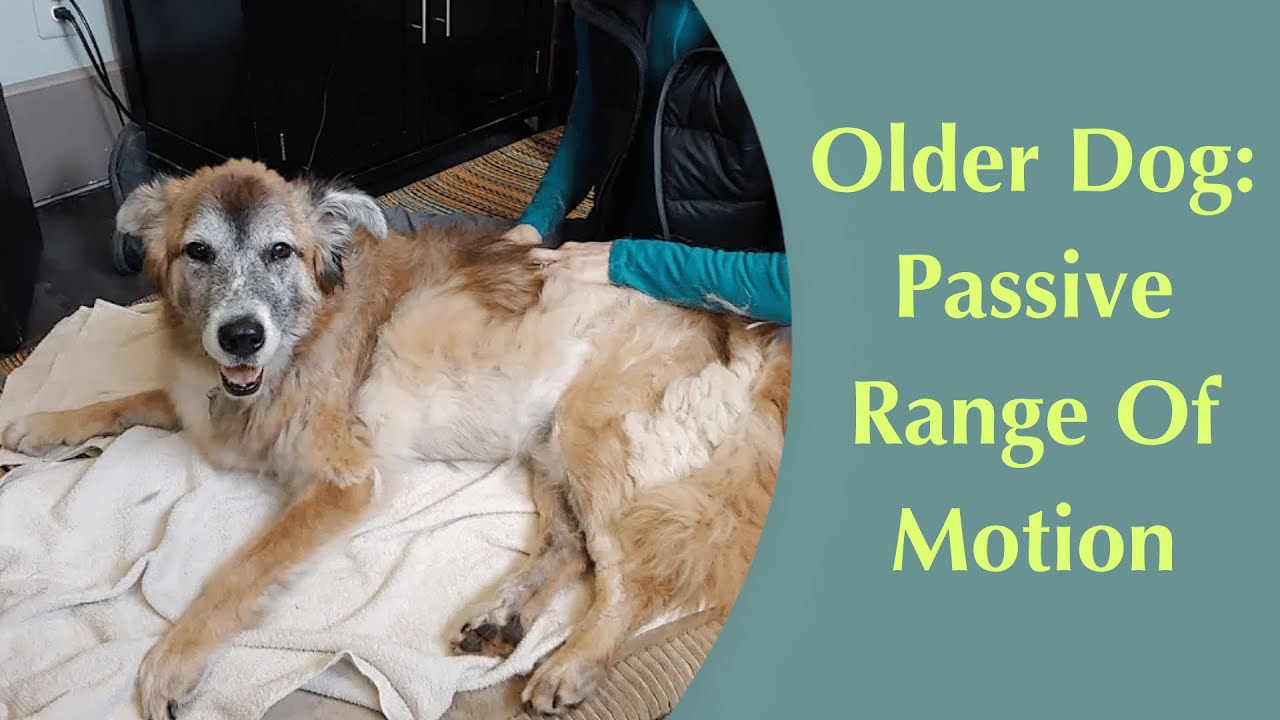 Canine Passive Range of Motion- Older Dog