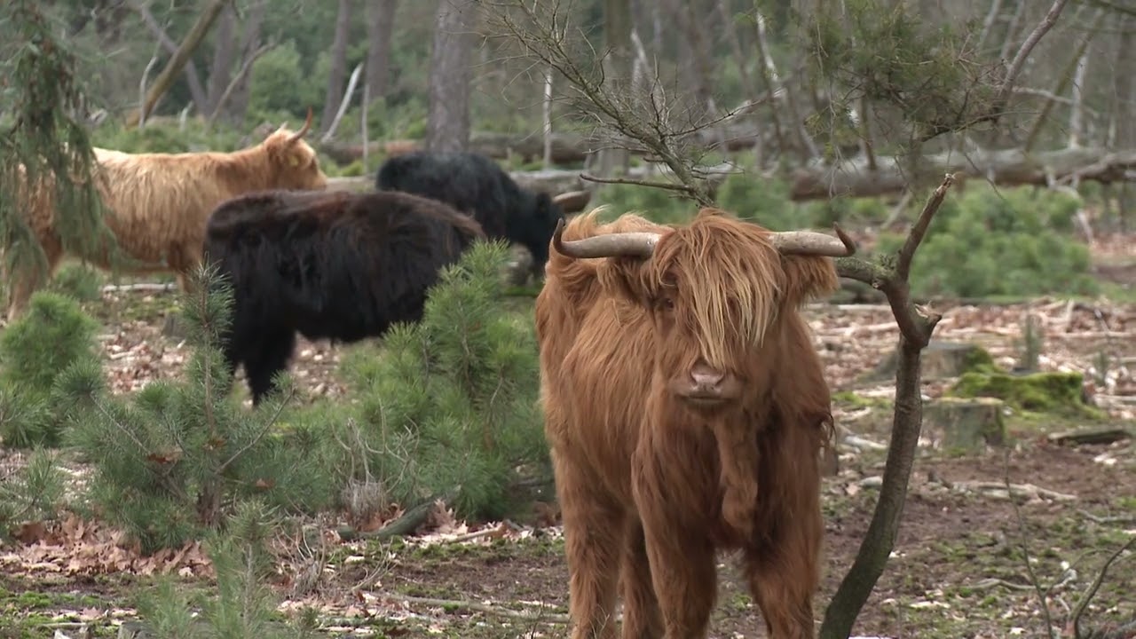 Heeze-Leende in Beeld - Natuur