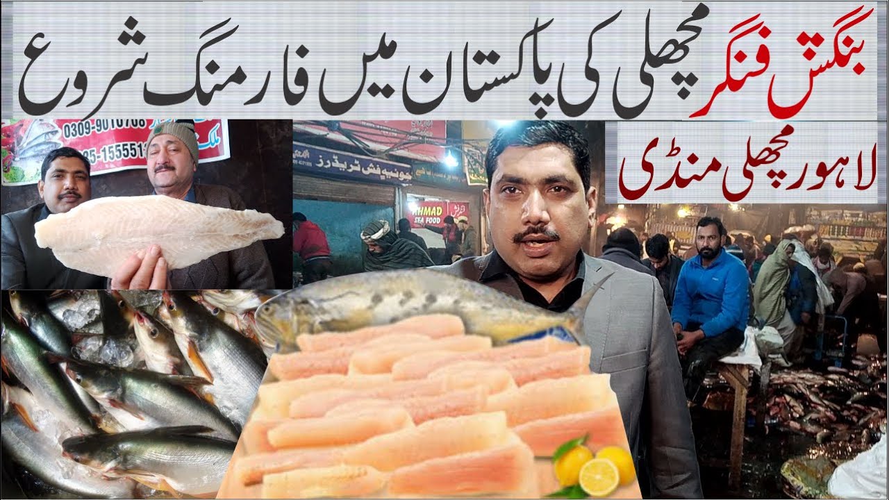Bangush Pangasius Finger fish farming Price in pakistan | Lahore Fish Market January 2023