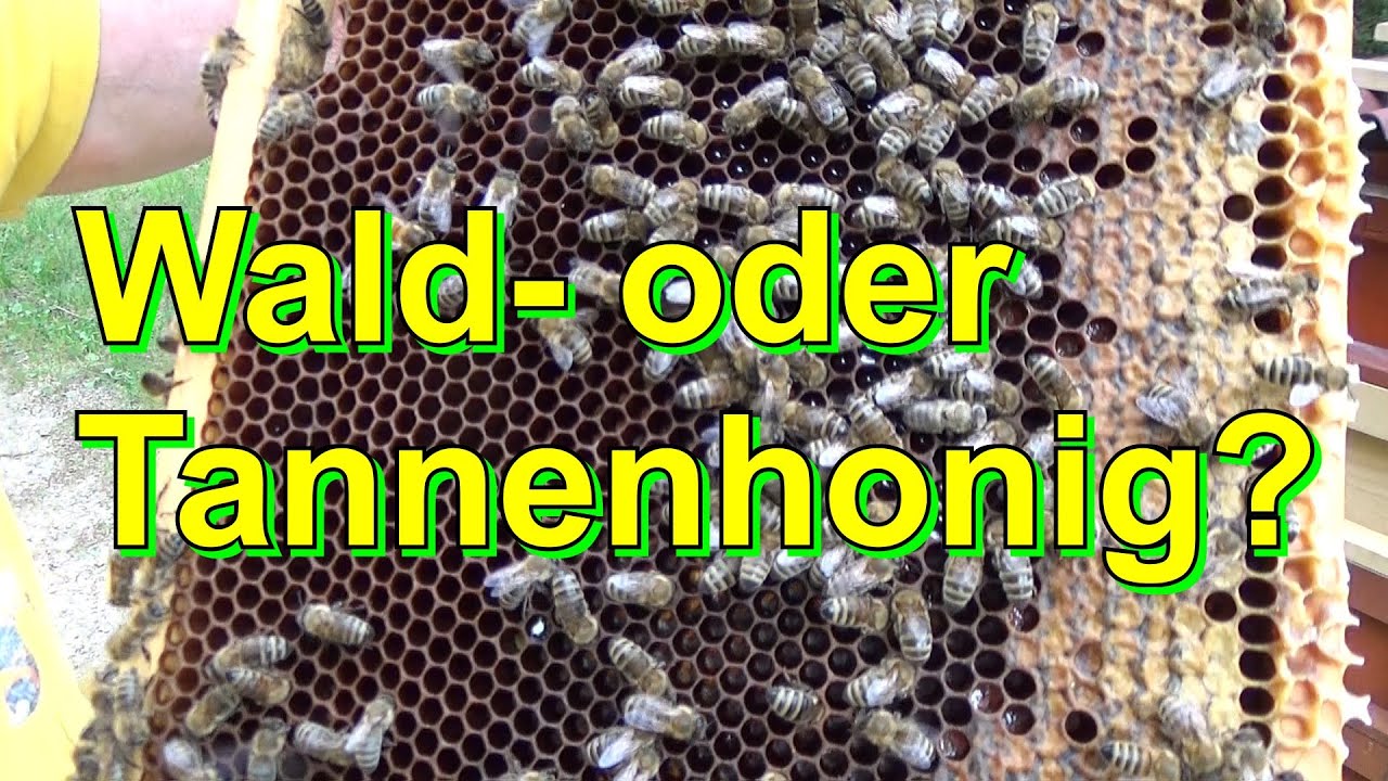 Wald- oder Tannenhonig?
