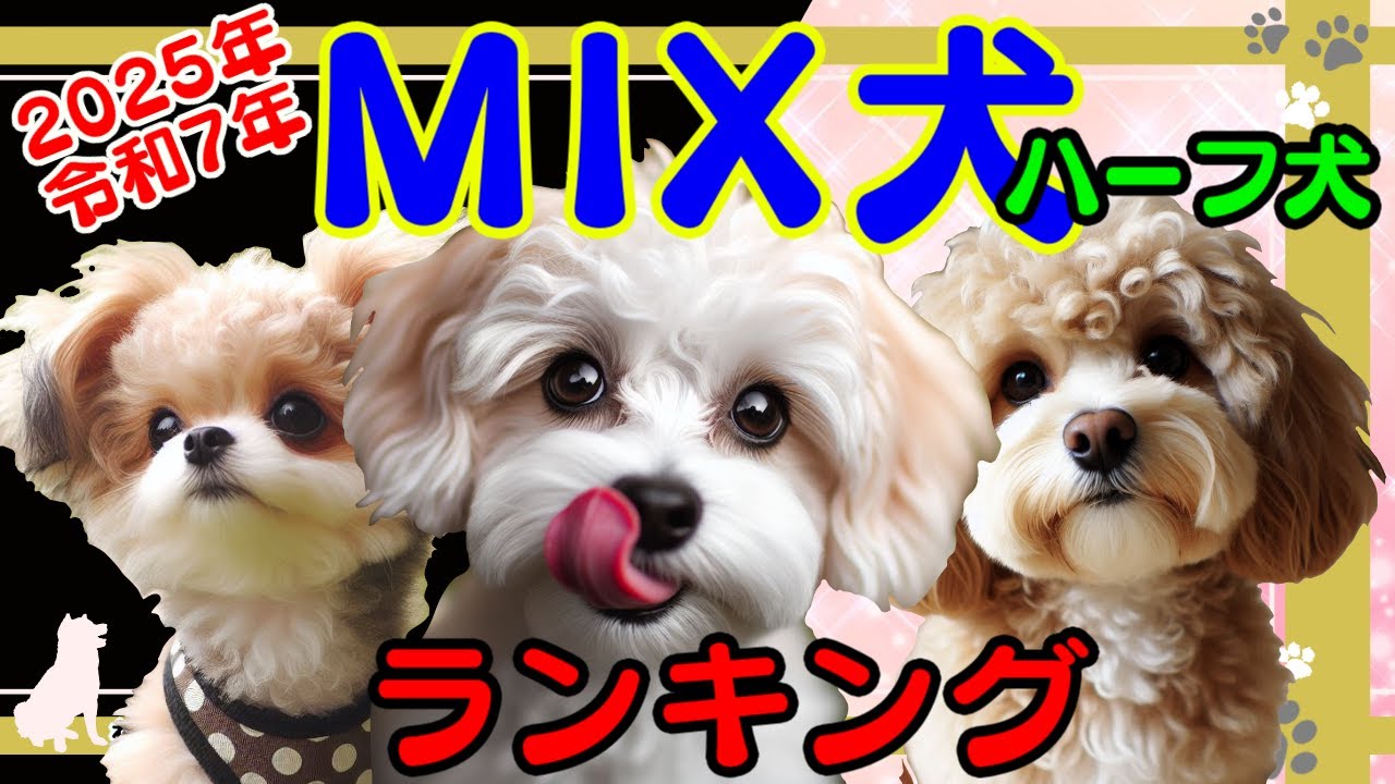 【ランキング】MIX犬（ハーフ犬）2025年（令和7年）最新版　人気ランキング　ベスト10