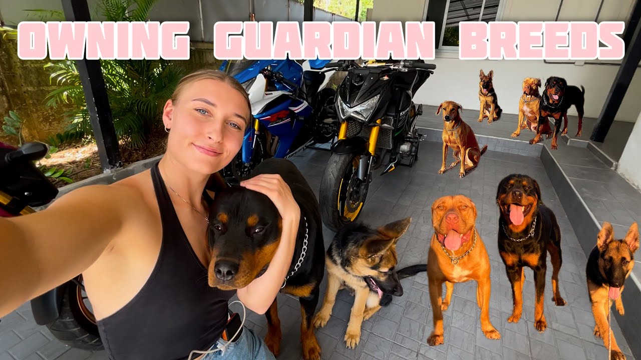 Owning Guardian Breeds In My 20&rsquo;s - Basic Training and Advice!!
