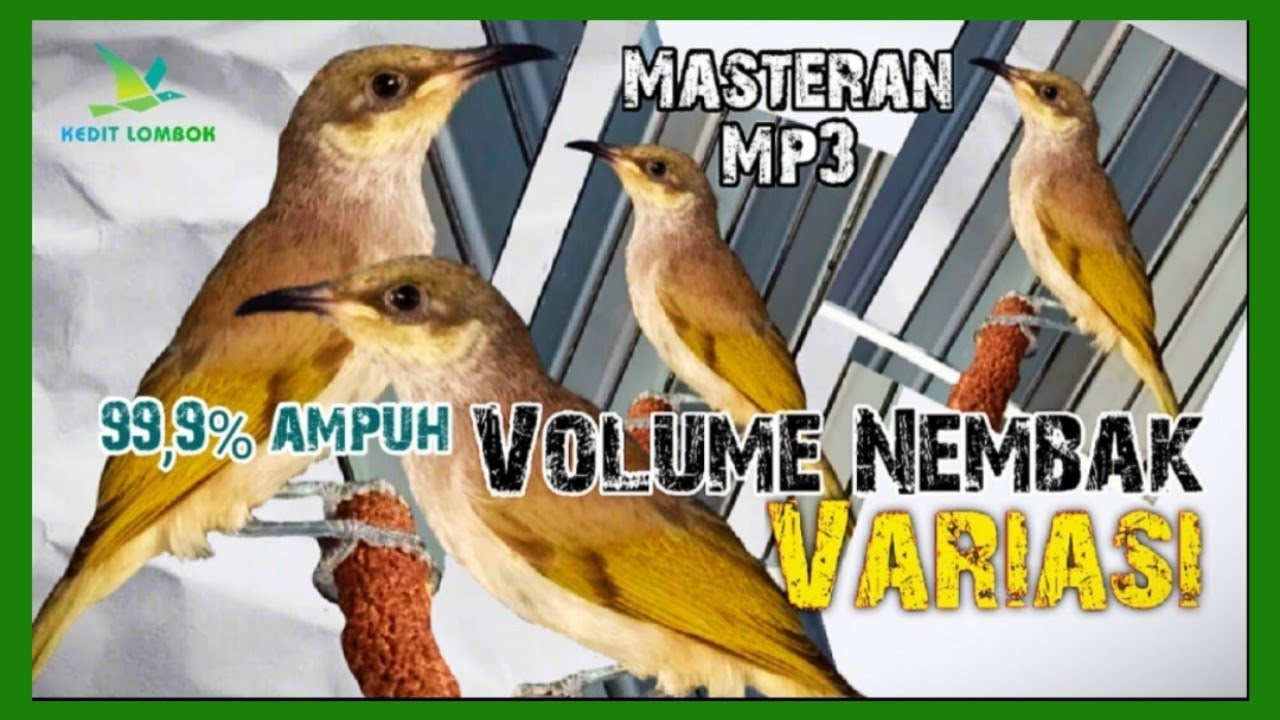 Masteran Cucak Kombo / Kecial Kombok / Kecangklikan Nembak Variasi | KEDIT LOMBOK