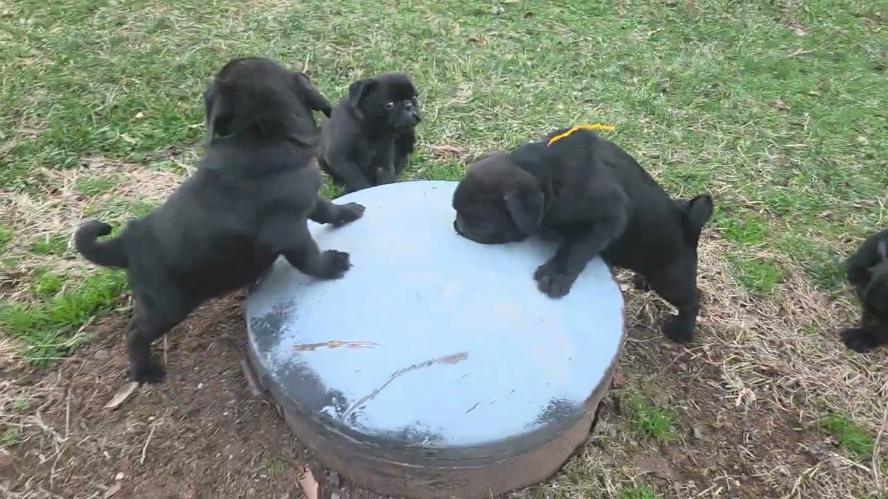 Dipper's Puppies at 6 wks old. 