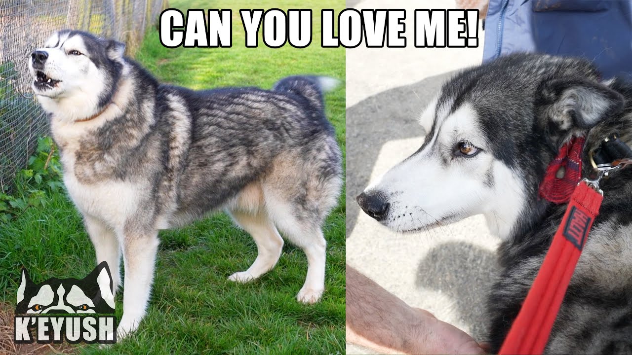 Husky Won’t Stop TALKING Until People Say Hello To Him!