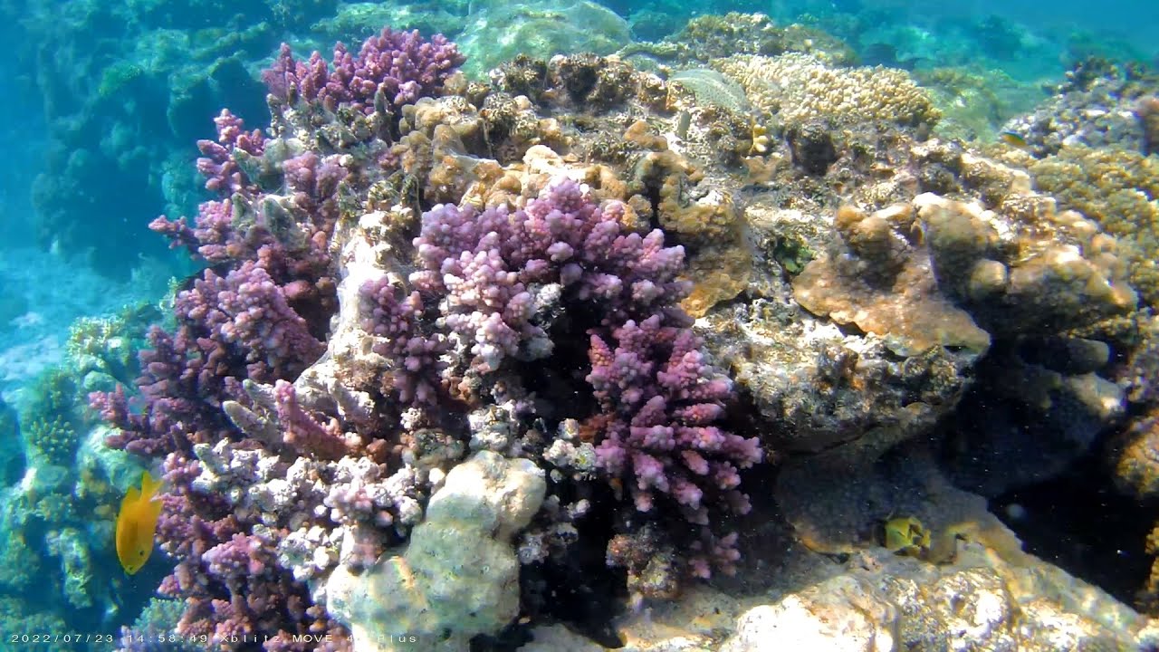 WADI LAHMY AZUR, rafa w lagunach 4K, lipiec 2022 (coral reef in lagoons)