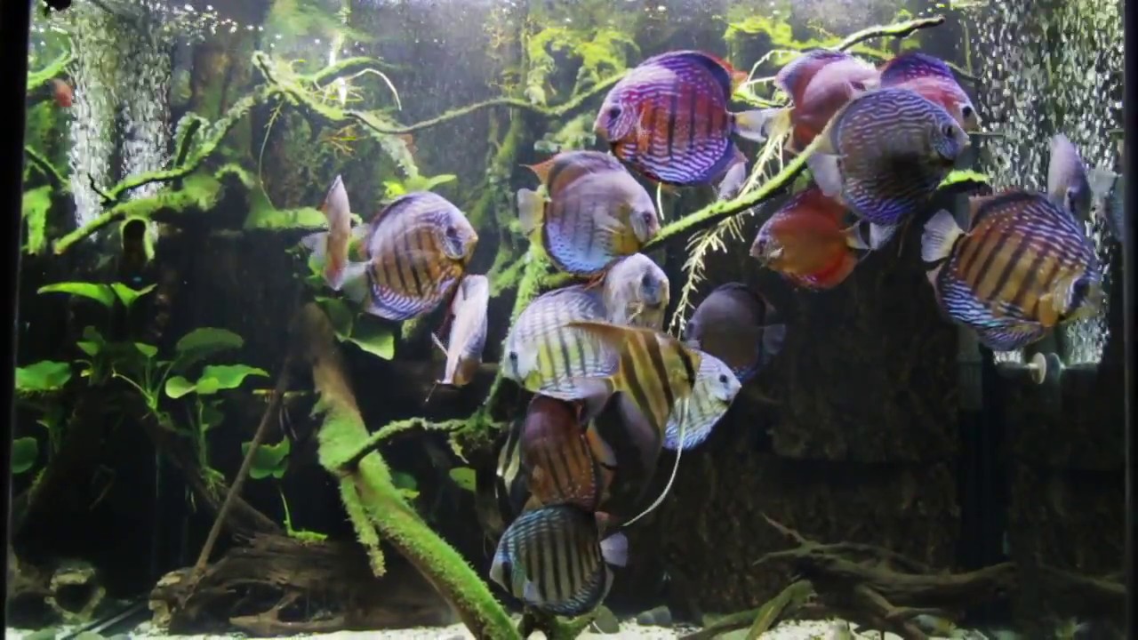 Wild Discus & Altum Angel