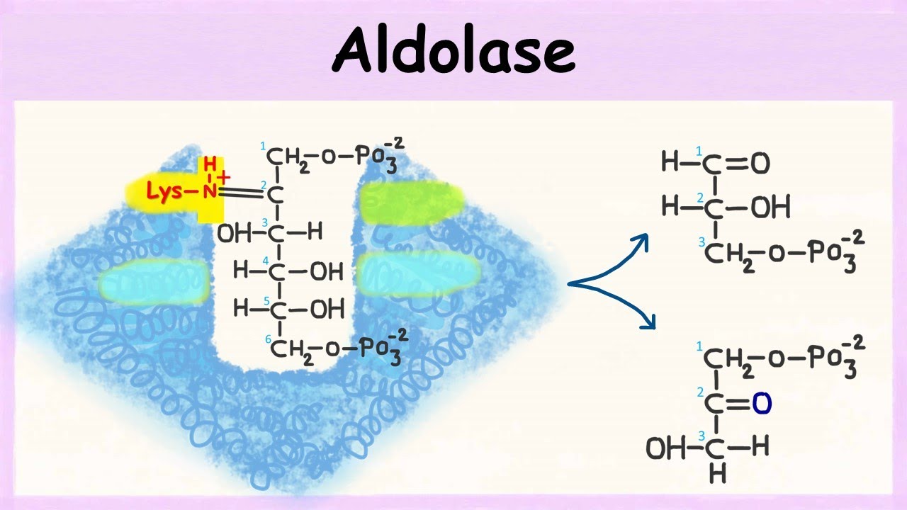 Aldolase