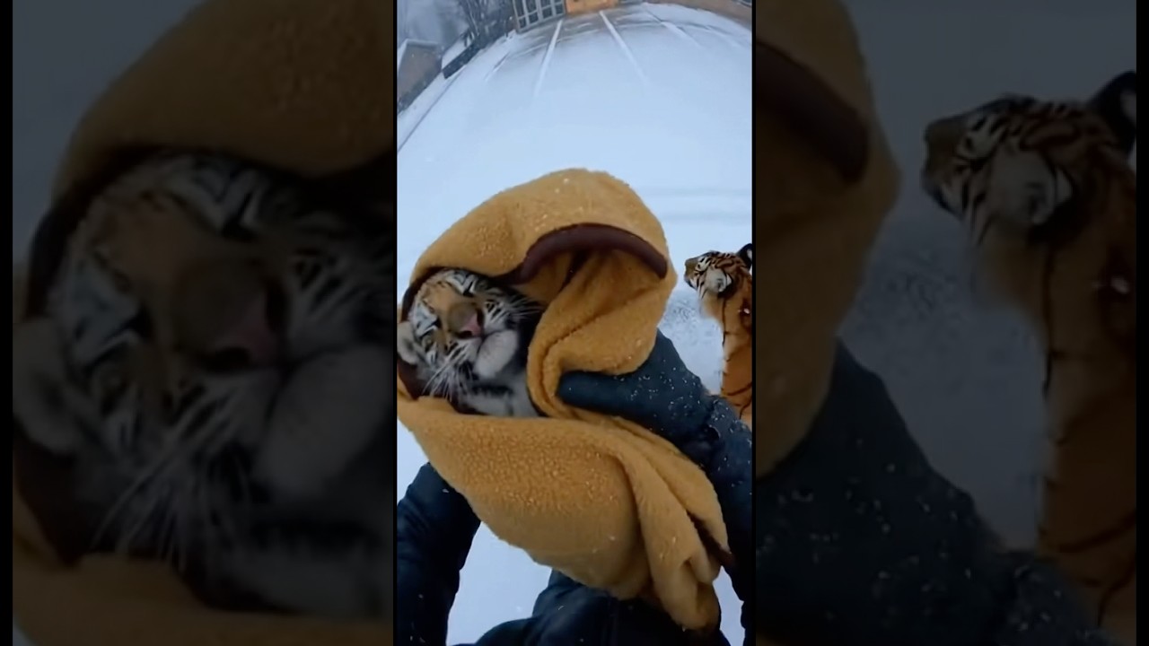 Can the baby tiger be saved?😩 #wildliferescue #animalrescue #tiger #shorts