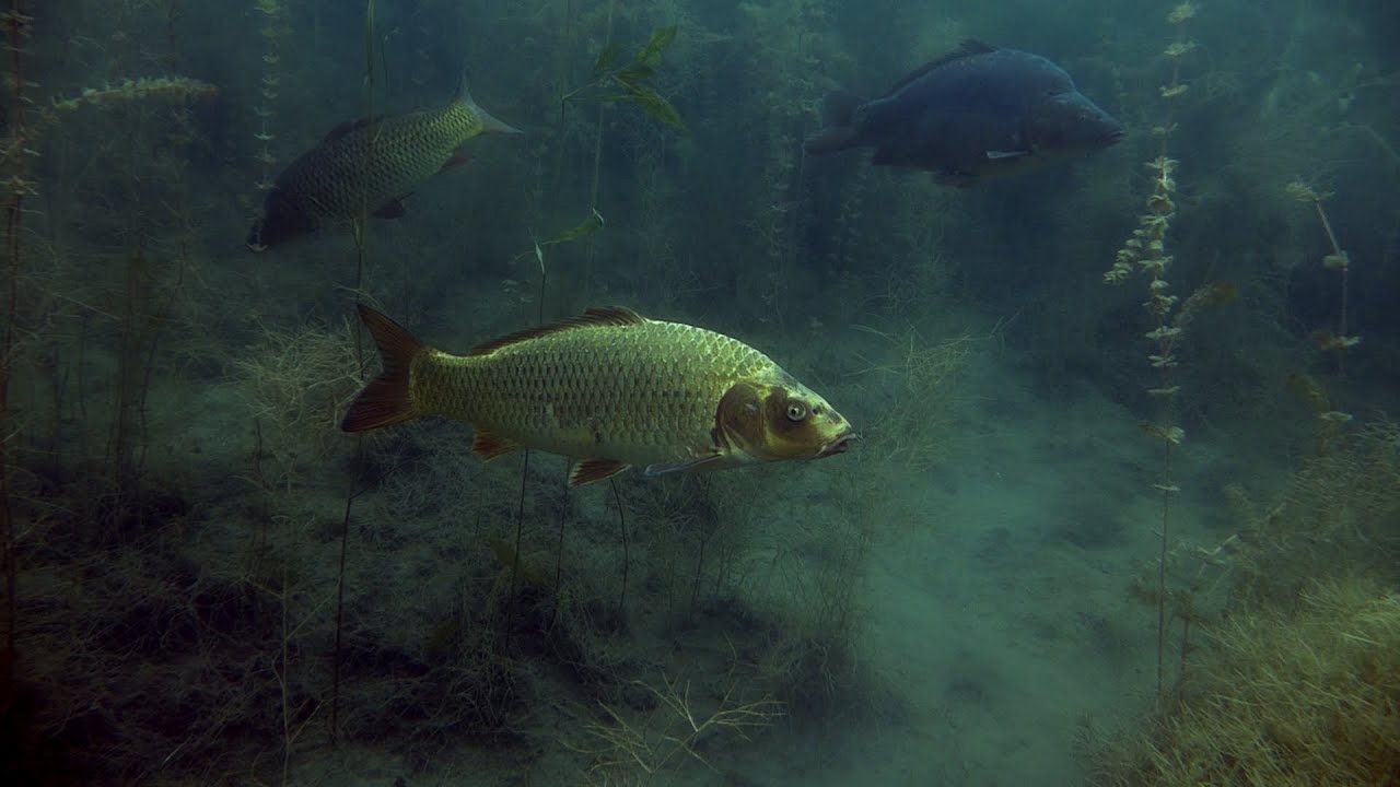 Koischwarm im Marxweiher