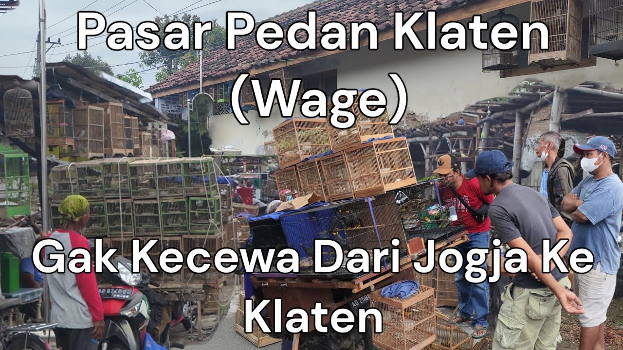 Dari Jogja ke Pasar Wage Pedan Klaten | Tidak Mengecewakan | Klitikanya Dan Burung Lengkap Poll