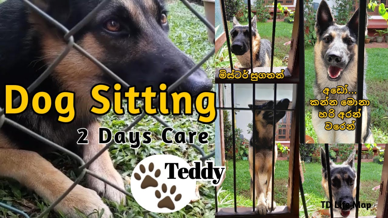 Dog Sitting Teddy 🐶 | Taking Care of a Dog for 2 Days | #Pet Care Vlog