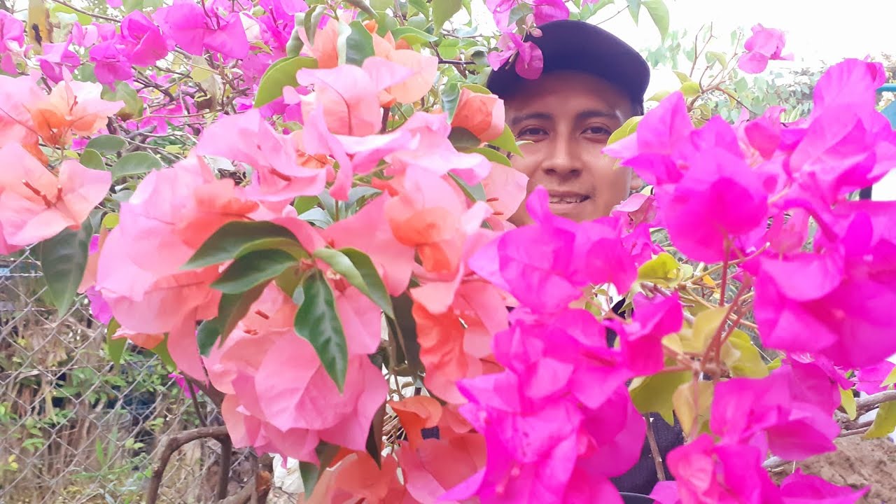 haz esto para tener  varios colores de bugambilias en una sola maceta 👇