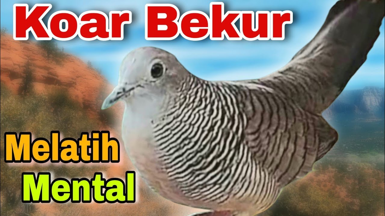 Perkutut lokal gacor pancingan burung perkutut agar cepat BUNYI 