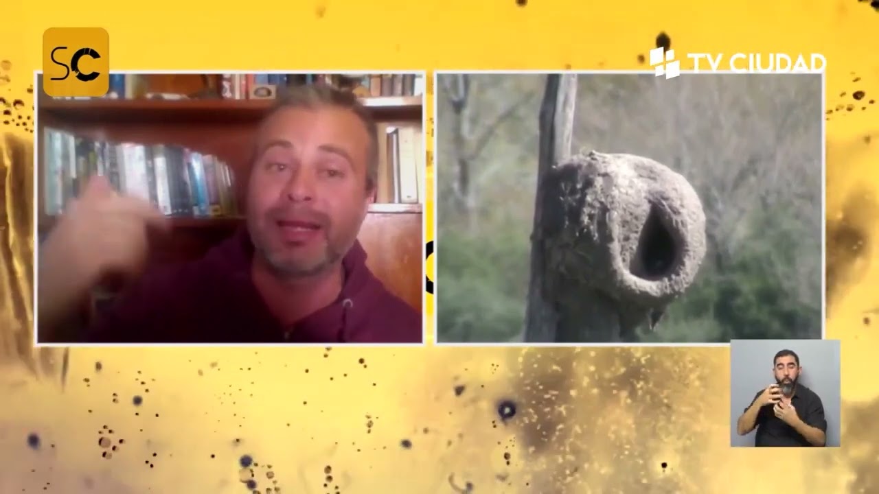 Horneros: imágenes inéditas de sus hábitos y sus inconfundibles nidos.