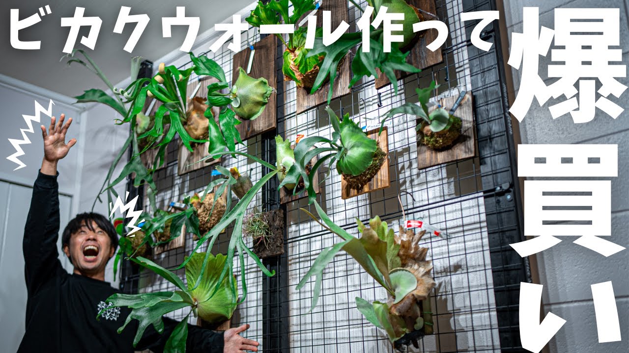 ビカクシダウォール作ってビカク爆買い。