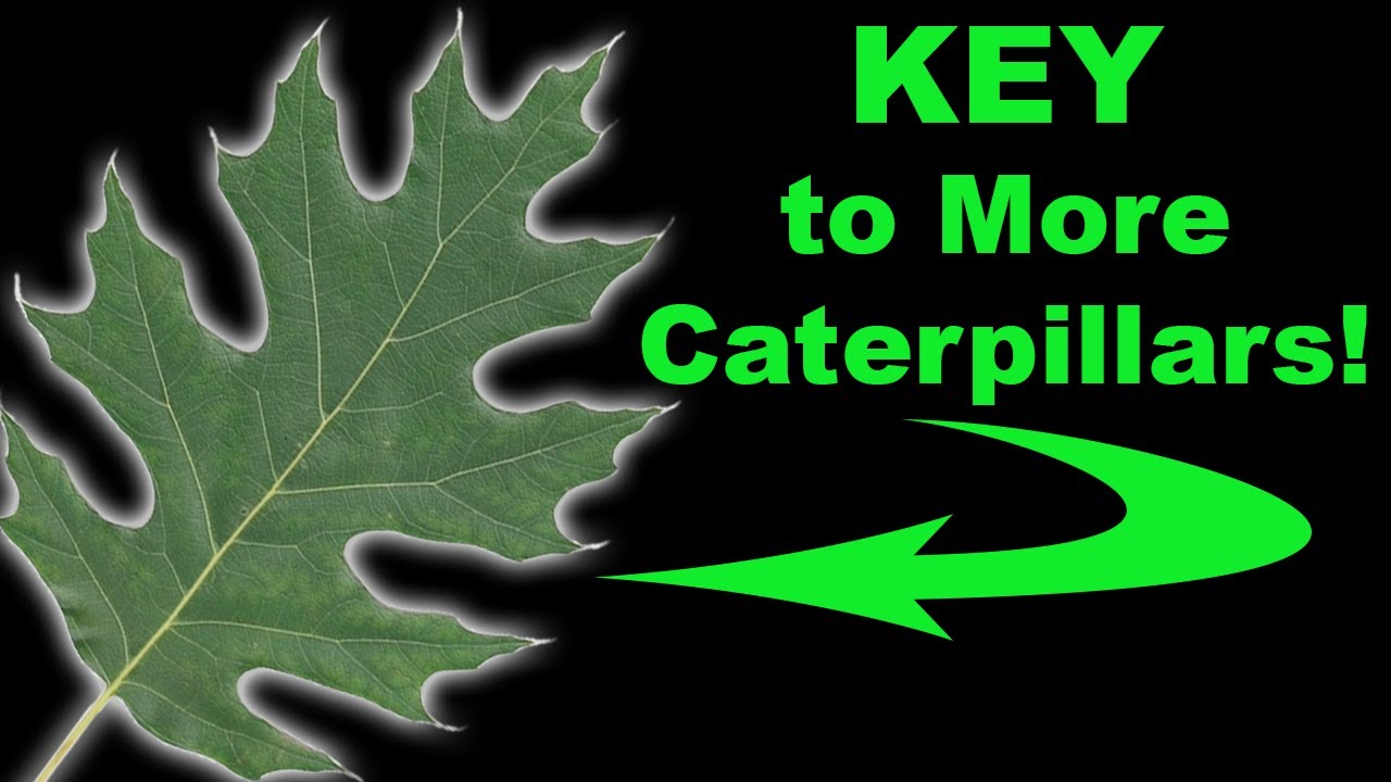 10 Keystone Host Plant Trees and Shrubs You Need to Know!