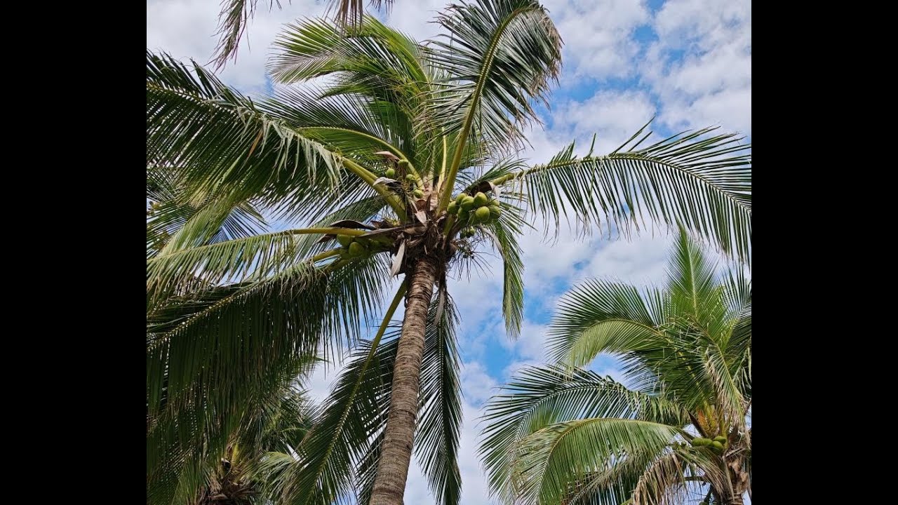 Пляж Дадунхай, территория отеля Sunshine Resort  Intime Sanya 5*. Январь 2026